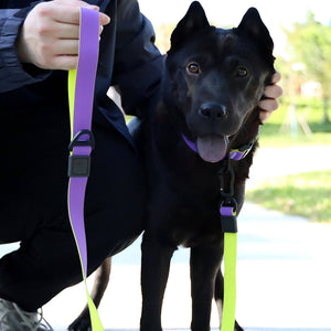 Black dog on a leash held by a person outdoors