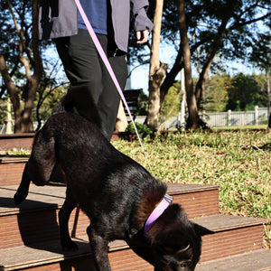 Stylish dual-color dog leash for modern pet accessories