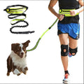 Hands Free Dog Leash with Running Belt
