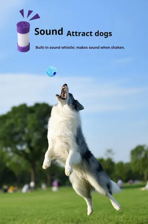 Cat playing with interactive sound ball toy