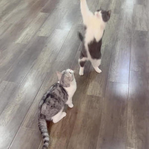 Cat Play Toy With Soft Feathers