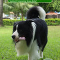 Dog chew toy for teeth cleaning and gum care