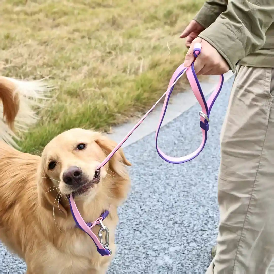 Dog on a leash held by a person with a natural outdoor background