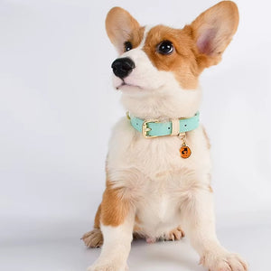 Premium genuine leather dog collar for pets