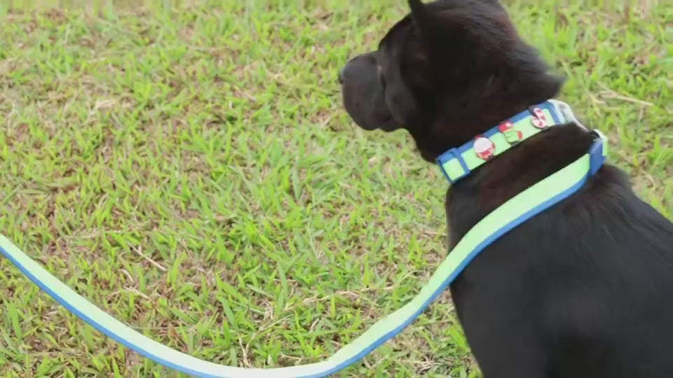 Dual-color pet lead with DIY accessories for stylish pets