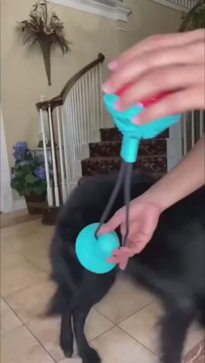How to Use an Interactive Suction Cup Dog Toy for Indoor Play