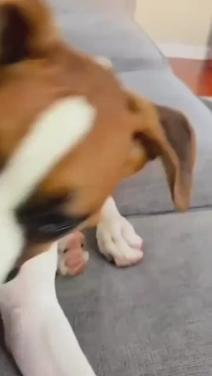 Dog Playing with Suction Cup Tug Toy and Textured Chew Ball
