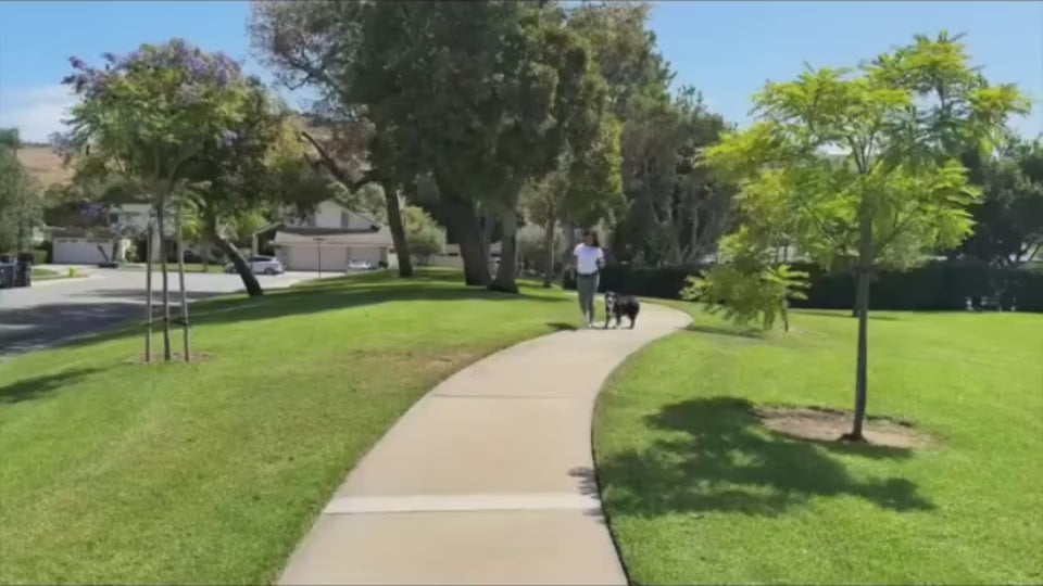 Bungee Leash for Active Dog Owners
