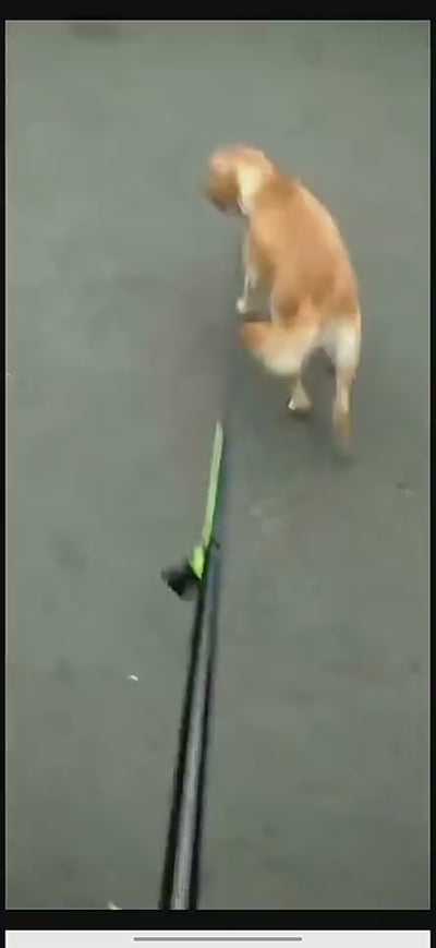 Outdoor Dog Walking Belt