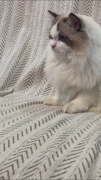 Cat Fur Cleaner For Carpet And Rugs