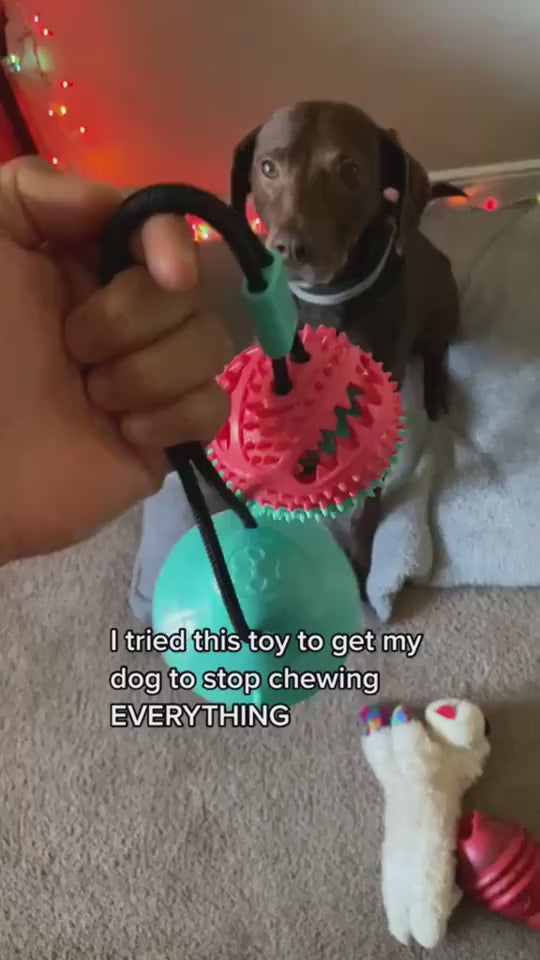 Interactive Suction Cup Dog Toy Demonstration for Tug and Chew Play