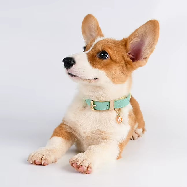 Soft leather pet collar for dogs
