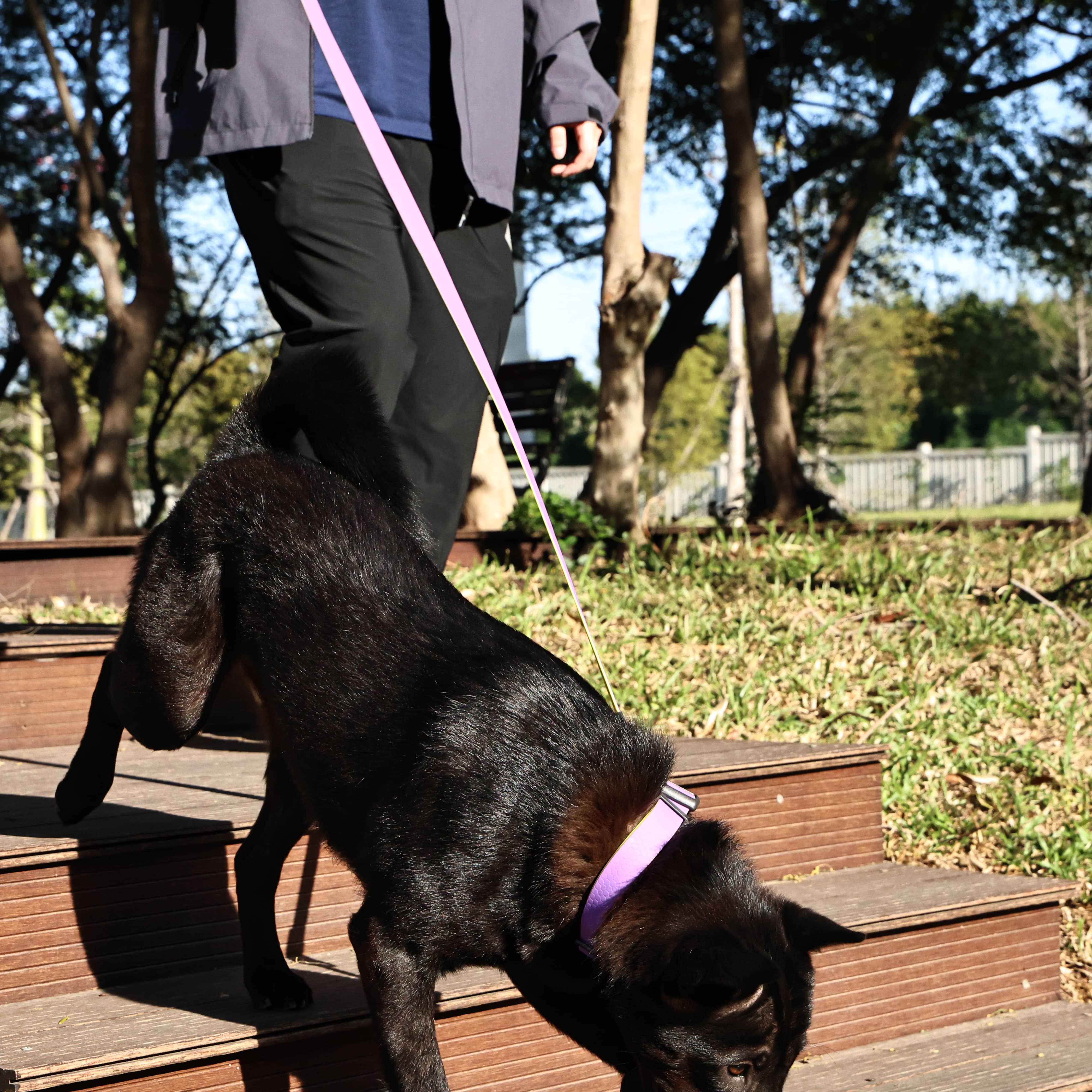 Stylish dual-color dog leash for modern pet accessories